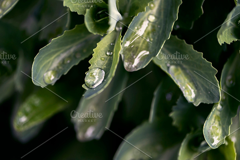 Background from green plant leaves in Website Templates - product preview 1