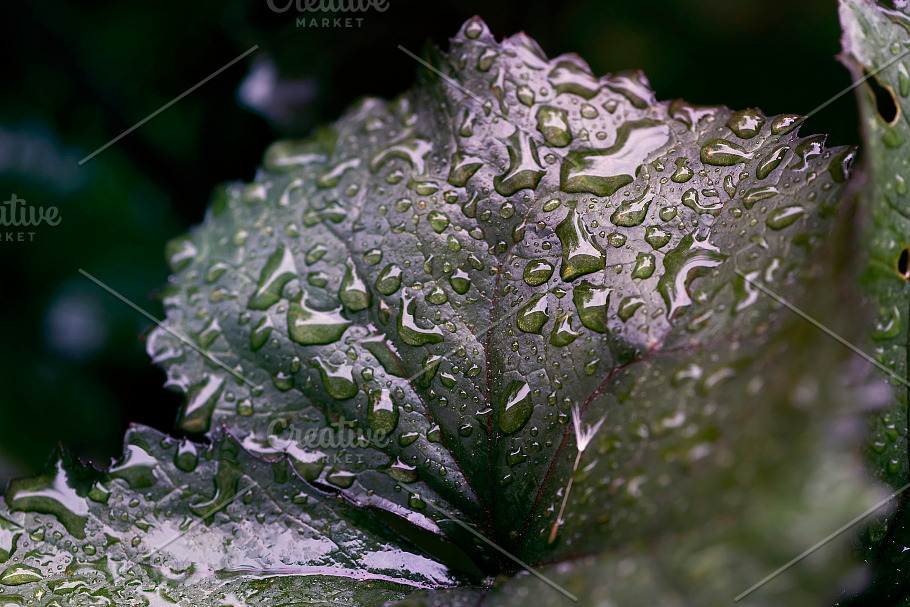 Spring rain, drops on the leaves in Website Templates - product preview 1