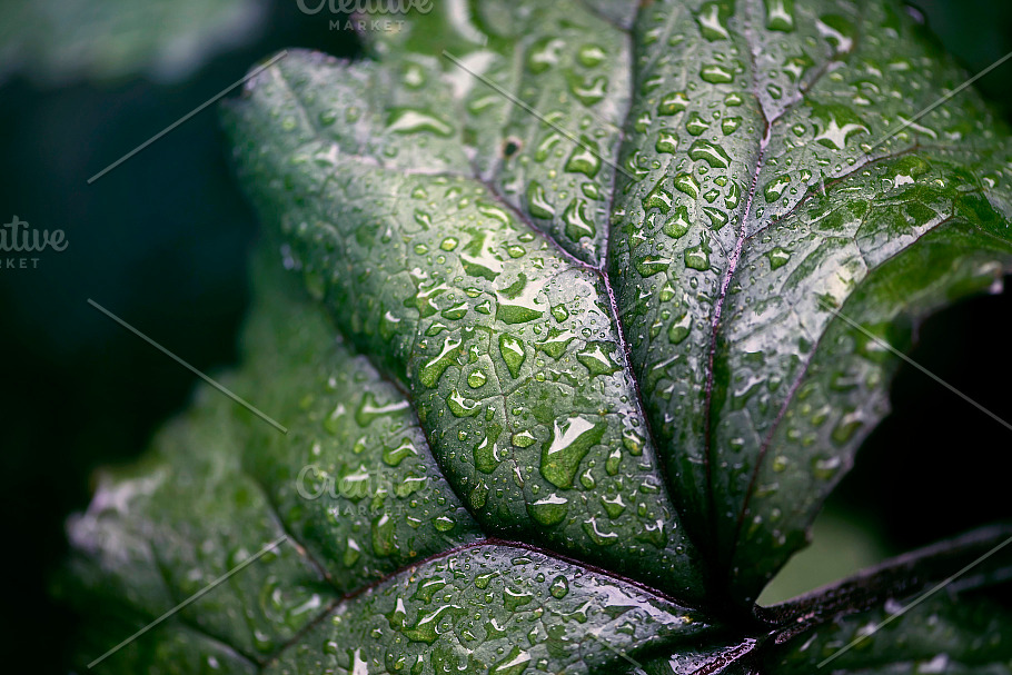 Raindrops fall on green leaves in Website Templates - product preview 1