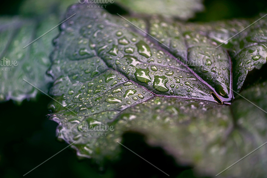 Water drops on the green leaves in Website Templates - product preview 1
