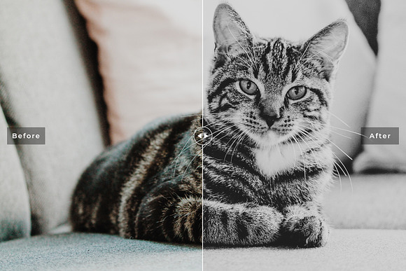 Cats Love Lightroom Presets Pack in Add-Ons - product preview 1