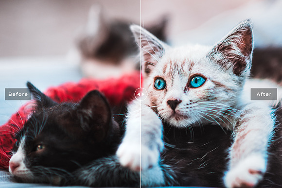 Cats Love Lightroom Presets Pack in Add-Ons - product preview 2