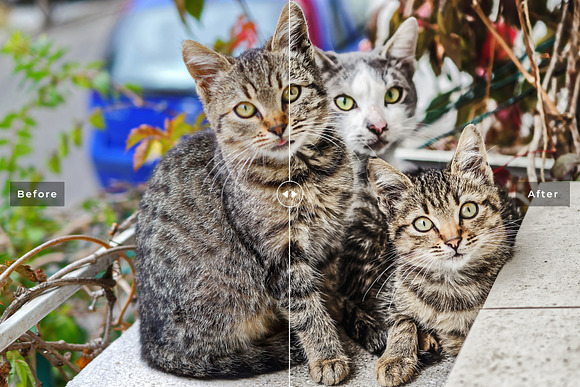 Cats Love Lightroom Presets Pack in Add-Ons - product preview 4