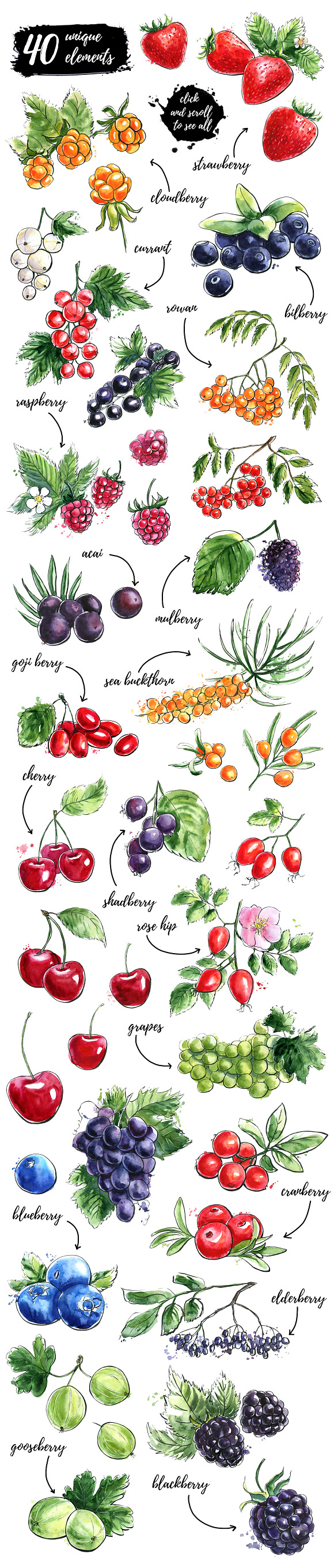 Berry Fusion hand drawn watercolors in Illustrations - product preview 1
