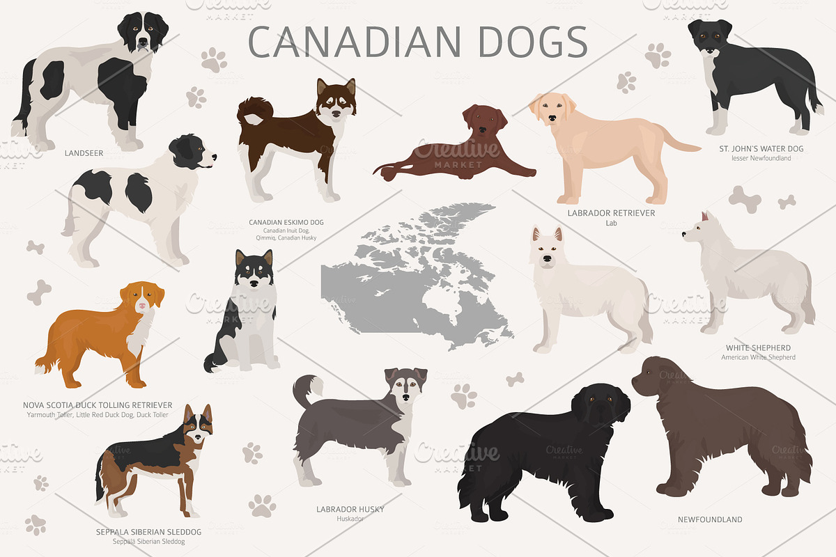 Canadian dogs in Illustrations - product preview 8