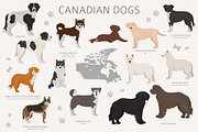 Canadian dogs