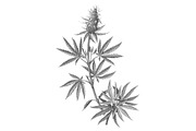 Cannabis Plant Drawing Isolated