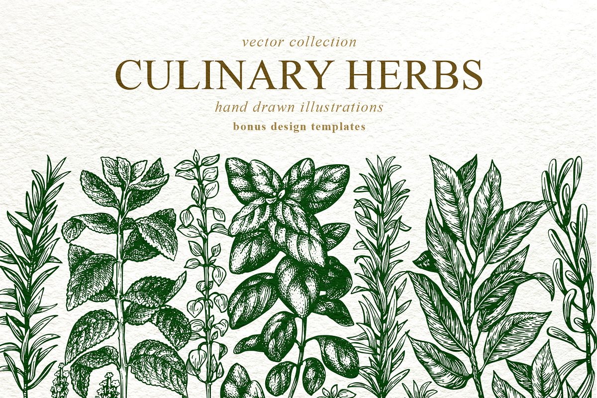 Culinary Herbs Vector Collection in Illustrations - product preview 8