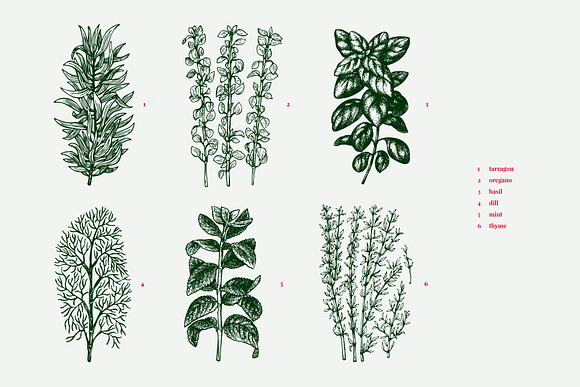 Culinary Herbs Vector Collection in Illustrations - product preview 1
