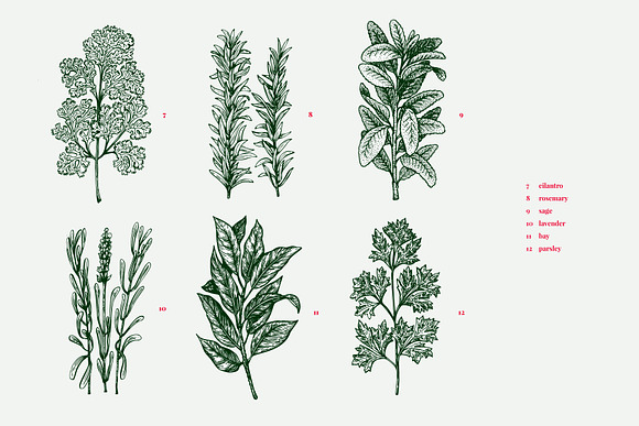 Culinary Herbs Vector Collection in Illustrations - product preview 2