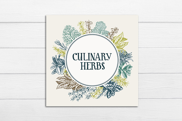 Culinary Herbs Vector Collection in Illustrations - product preview 4