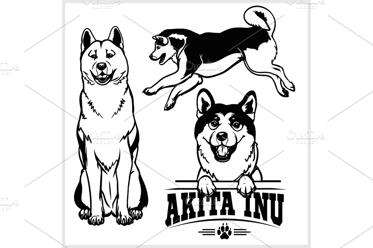 Akita Inu dog - vector set isolated in Illustrations - product preview 8