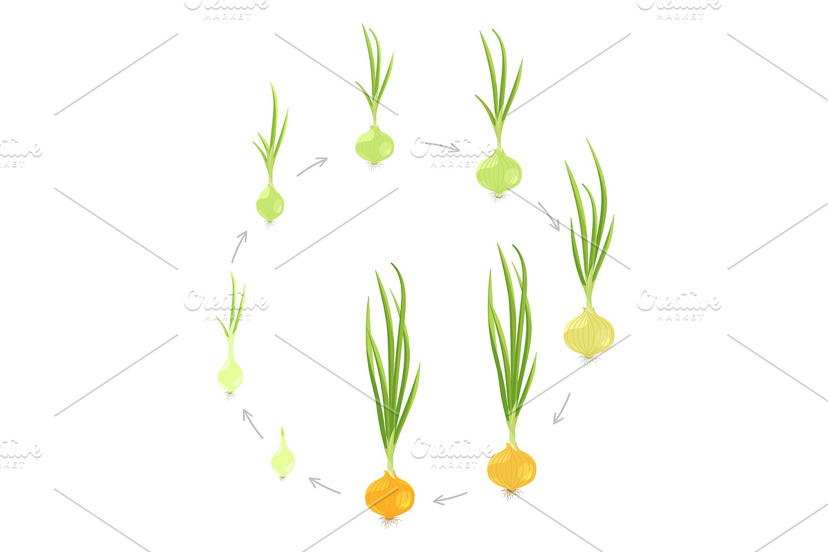 Crop stages of onion. Circular round in Illustrations - product preview 8