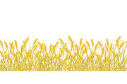 Cereal rye field banner background