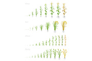 Growth stages of grain cereal