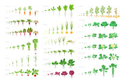 Vegetables agricultural plant