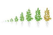 The Growth Cycle of hemp plant