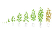 The Growth Cycle of hemp plant
