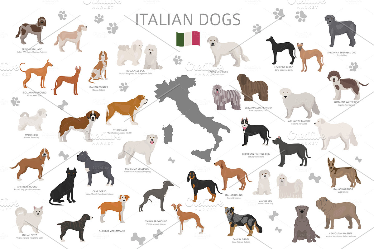 Italian dogs in Illustrations - product preview 8