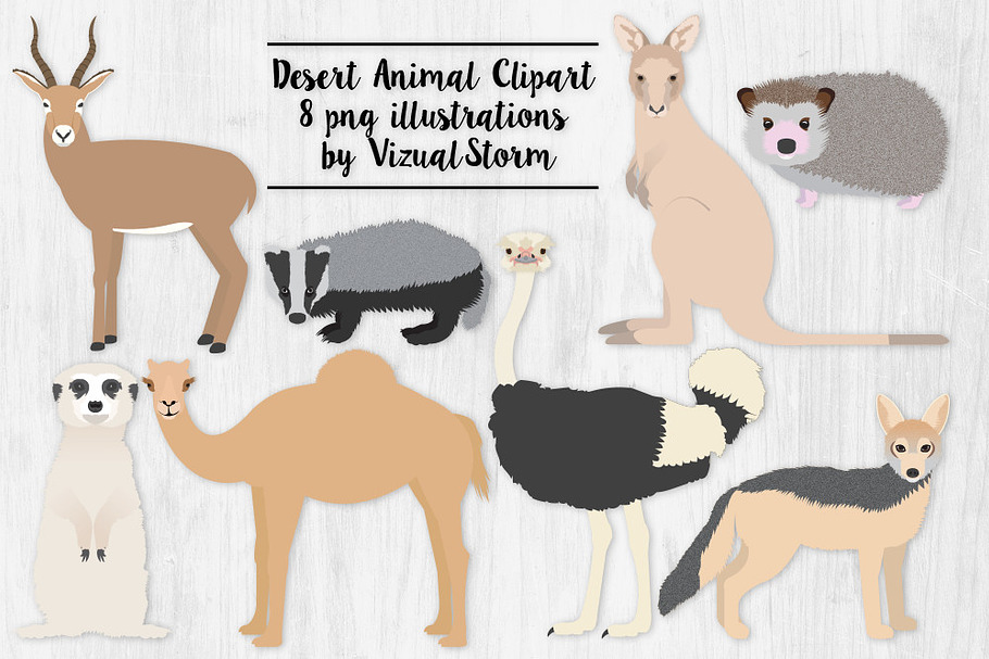 Desert Animal Illustrations