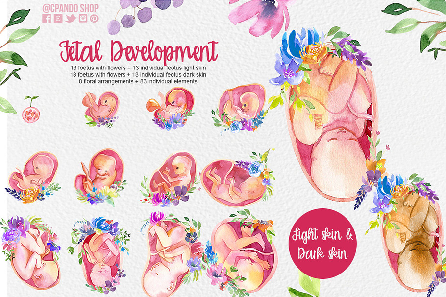 Fetal Development watercolor clipart