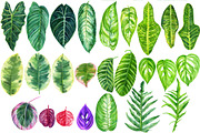 Set of tropical leaves and patterns