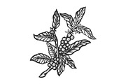 Coffee plant sketch engraving vector