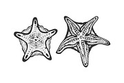 Starfish fish sketch engraving