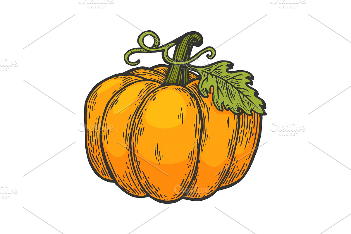 Pumpkin color sketch engraving in Illustrations - product preview 8