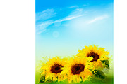 Nature background with sunflowers