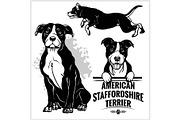 American Staffordshire Terrier dog -