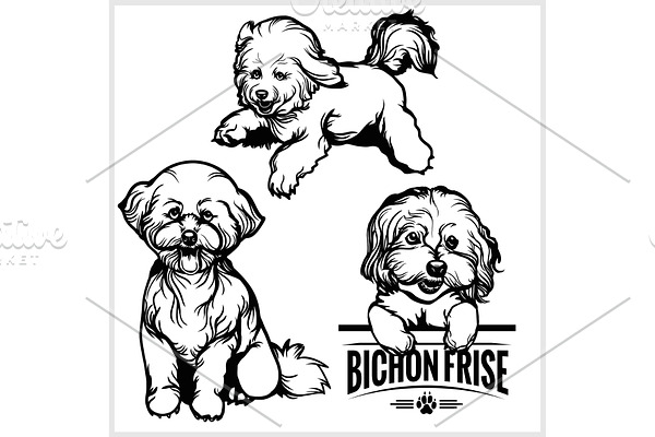 Bichon Frise dog - vector set