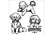Bichon Frise dog - vector set