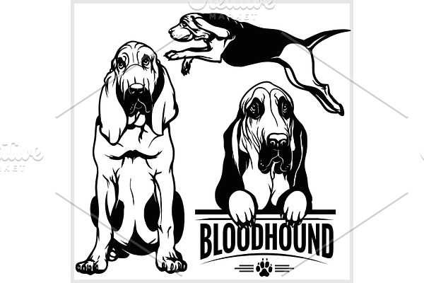 Bloodhound dog - vector set isolated