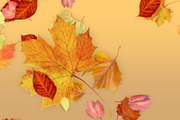 FCPX Generator: Leaves - Fall
