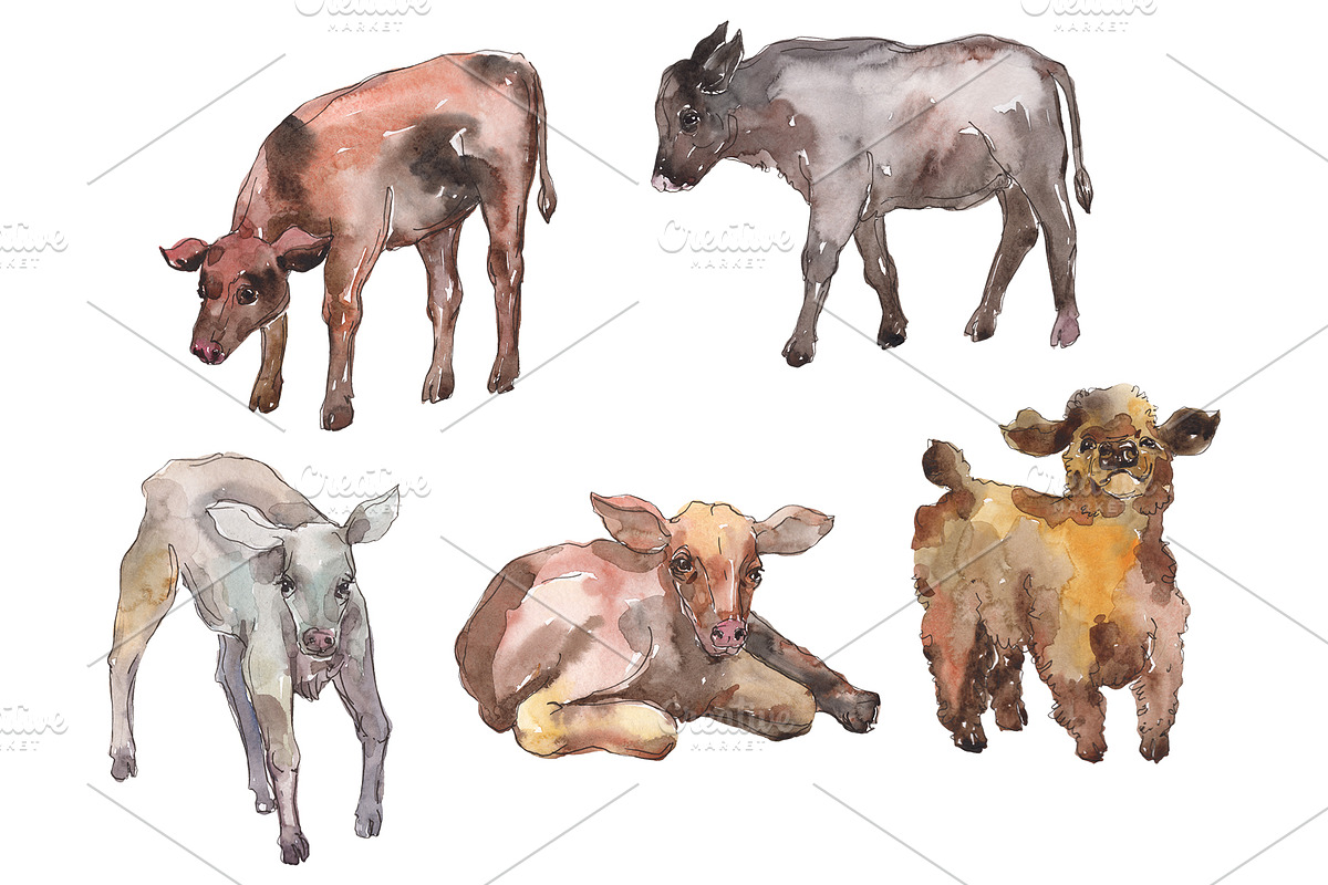 Farm animals: cow,calf Watercolor in Illustrations - product preview 8