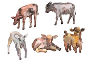 Farm animals: cow,calf Watercolor