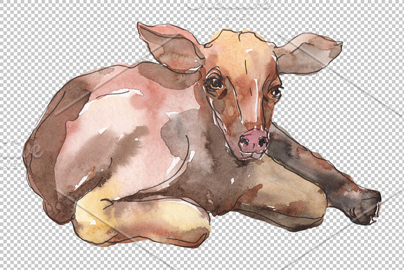 Farm animals: cow,calf Watercolor in Illustrations - product preview 2