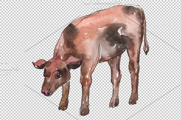 Farm animals: cow,calf Watercolor in Illustrations - product preview 3