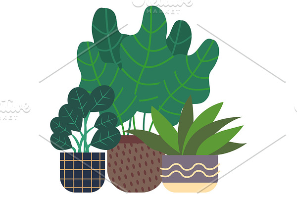 Rubber Plant and Houseplant