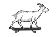 Goat on skateboard sketch engraving
