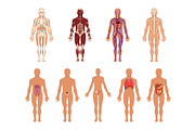 Different human organ system set