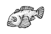 Goby fish sketch vector illustration