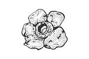 Rafflesia giant flower sketch vector