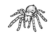 Tarantula spider sketch engraving