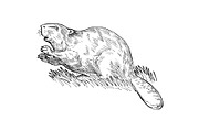 European beaver or Eurasian beaver