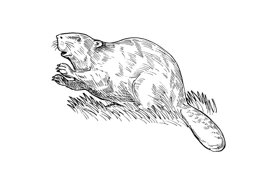 European beaver or Eurasian beaver