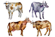 Agriculture: cow Watercolor png