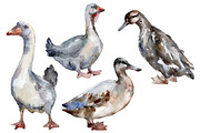 Agriculture: goose,duck Watercolor