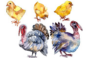 Agriculture: Turkey, chicken Waterco